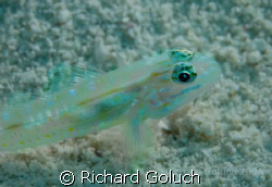 Gobi in Belize waters by Richard Goluch 